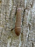 06-02 Eastern tiger swallowtail caterpillar i7250