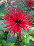 06-07 Bee balm i7326