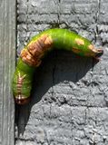 06-08 Possibly Heterocampa umbrata (Notodontid) i7335