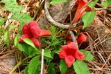 06-14 Trumpet vine 3294