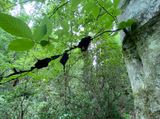 06-14 A sooty mould fungus - Scorias spongiosa i7751