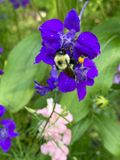 06-07 Bumble bee on larkspur i7316