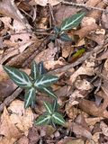 06-23 Pipsissewa i8139