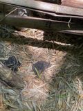 06-18 Carpenter ant cleanings i7976