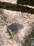 06-18 Carpenter ant cleanings i7977vhcr