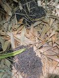 06-18 Carpenter ant cleanings i7978