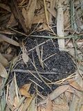 06-18 Carpenter ant cleanings i7979