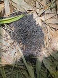 06-18 Carpenter ant cleanings i7980