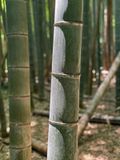 06-18 Moso bamboo iE7972