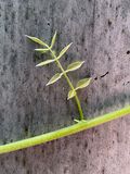 06-18 Trumpet vine on Moso bamboo i8024