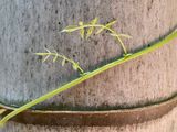 06-18 Trumpet vine on Moso bamboo i8026