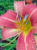 06-21 Daylily i8101