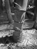 06-14 Trumpet vine on Moso bamboo iE7864bw