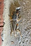 06-27 Southern mole cricket i8351