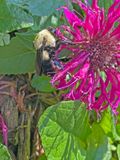 06-28 Bumble bee i8373
