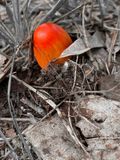 06-30 Emergence i8426r