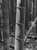 06-18 Moso bamboo iE7972-2