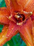06-30 Daylily after rain i8397