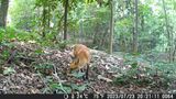 07 23 Fox-DSCF0064