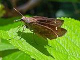 07-06 Skipper TBD i8819