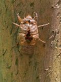 07-07 Neotibicen sp. exuvia i8843
