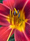 06-30 Daylily i8436
