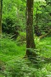 06-10 Wetland woods 4710