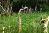 06-10 Foxglove 4715cr1