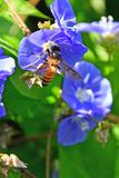 Apis dorsata on morning glory - 2-1345hcr