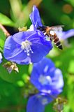 Apis dorsata on morning glory - 1347cr