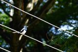 Bird on a wire - Oriental magpie-robin - India-2-1351vhdr