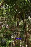 Caryota urens - India-2-1352