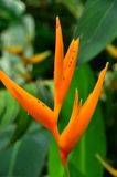 Ants on bird-of-paradise flower - India-2-1353