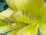 06-30 Daylily i8448