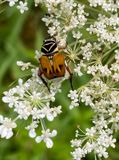 07-10 Delta flower beetle on Queen Annes lace i8929vhcr