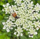 07-10 Delta flower beetle and Ebony bug on Queen Annes lace i8944sq