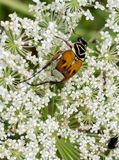 07-10 Delta flower beetle on Queen Annes lace i8945vhcr