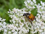 07-10 Delta flower beetle on Queen Annes lace i8946vhcr