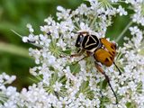 07-10 Delta flower beetle on Queen Annes lace i8949vhcr