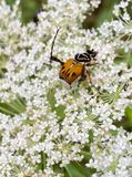 07-10 Delta flower beetle on Queen Annes lace - Defensive posture - i8950vhcr