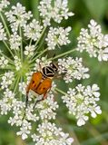 07-10 Delta flower beetle on Queen Annes lace i8952vhcr