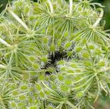 07-06 Queen Annes lace i8934sq