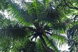 Coconut palm - India-2-1354