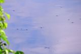 Water striders - India-2-1357