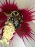 07-13 Pollen covered bumble bee on Rose of Sharon i9053