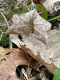 07 18 Walnut sphinx i9190