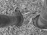 06-18 Moso bamboo i8031bw