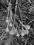 06-27-i1318bw