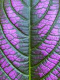 07-10 Persian shield i8997