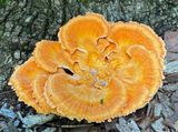 07-06 Chicken of the woods i8838